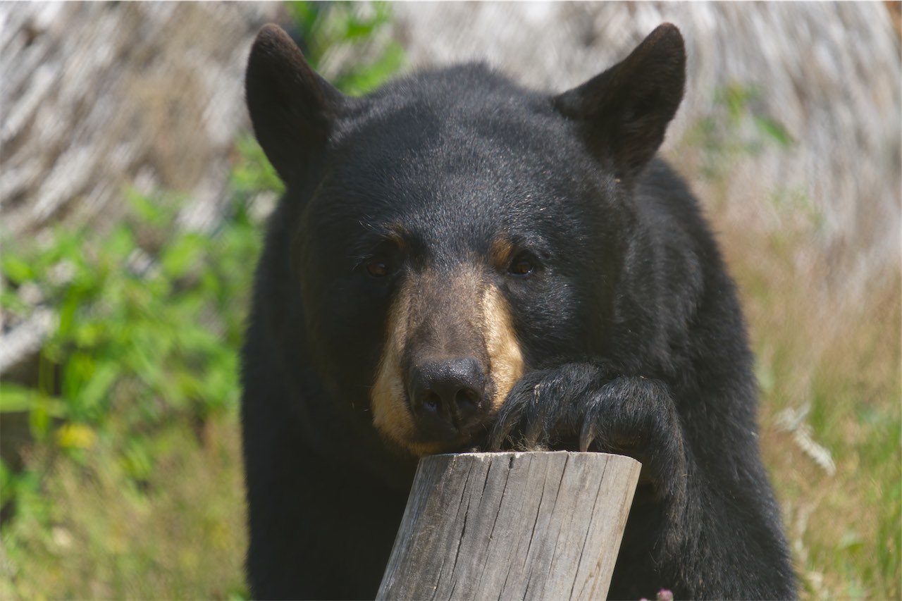 Black Bear 0707